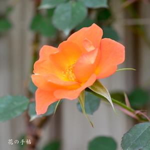 バラ　ウォームウェルカム（ROSE　Warm Welcome）｜花の手帖のバラ図鑑