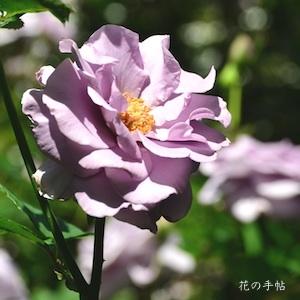 バラ　ワタラセ（わたらせ／Watarase）｜花の手帖のバラ図鑑