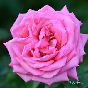 バラ　ウェディング ベルズ｜花の手帖のバラ図鑑