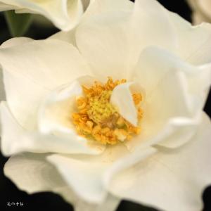 バラ　ウェディングドレス｜花の手帖のバラ図鑑