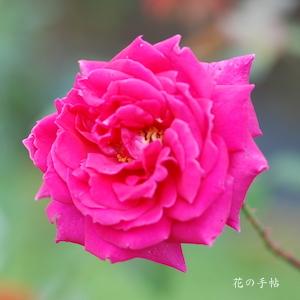 バラ　ウェンディ カッソンズ（ツル）（ROSE　Wendy Cussons Cl）｜花の手帖のバラ図鑑