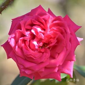 バラ　ウェンディ カッソンズ（ROSE　Wendy Cussons）｜花の手帖のバラ図鑑