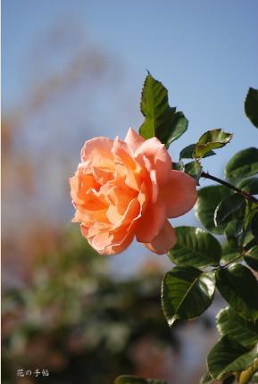 バラ　ヴェストファーレンパーク（Westfalenpark）｜花の手帖のバラ図鑑