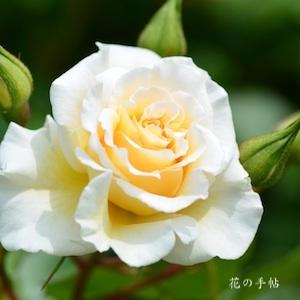 バラ　ホワイト ドリーム ウィーバー｜花の手帖のバラ図鑑