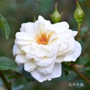 バラ　ホワイトキャット｜花の手帖のバラ図鑑