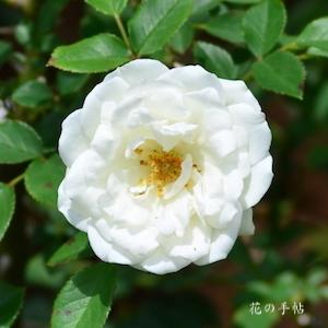 バラ　ホワイトフェアリー｜花の手帖のバラ図鑑