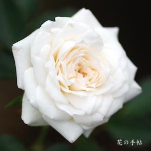 バラ　ホワイト ジェム｜花の手帖のバラ図鑑
