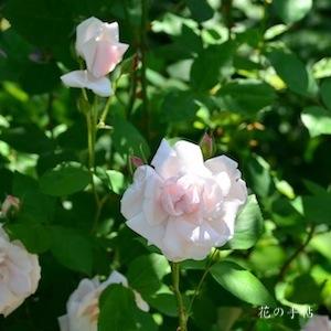 バラ　ホワイト ラ フランス｜花の手帖のバラ図鑑
