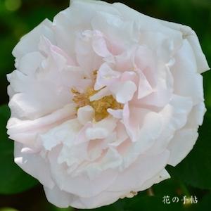 バラ　ホワイト ラ フランス｜花の手帖のバラ図鑑