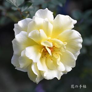 バラ　ホワイトリコリス｜花の手帖のバラ図鑑
