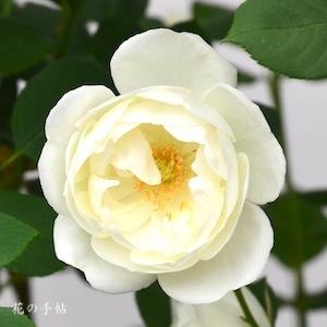 バラ　ホワイト マカロン｜花の手帖のバラ図鑑