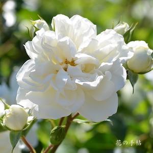 バラ　ホワイトメイディランド｜花の手帖のバラ図鑑