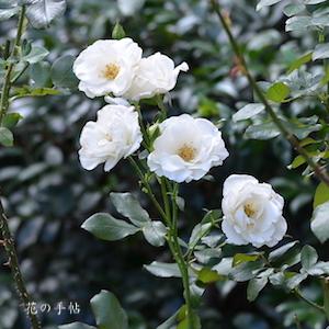 バラ　ホワイトミミローズ｜花の手帖のバラ図鑑