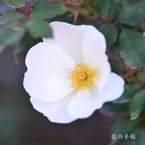 バラ　ホワイト アウト｜花の手帖のバラ図鑑