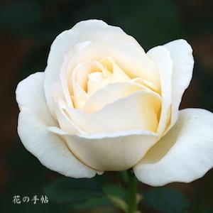 バラ　ホワイト クリスマス｜花の手帖のバラ図鑑