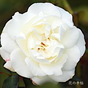 バラ　ホワイト マスターピース｜花の手帖のバラ図鑑