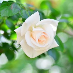 バラ　ホワイトニュードーン｜花の手帖のバラ図鑑