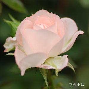 バラ　ホワイトピーチオベーション｜花の手帖のバラ図鑑