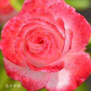 バラ　ホワイトピーチオベーション｜花の手帖のバラ図鑑