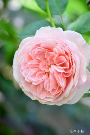 バラ　ウィリアム モーリス（William Morris）｜花の手帖のバラ図鑑