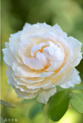 バラ　ウィンダーミア（Windermere）｜花の手帖のバラ図鑑