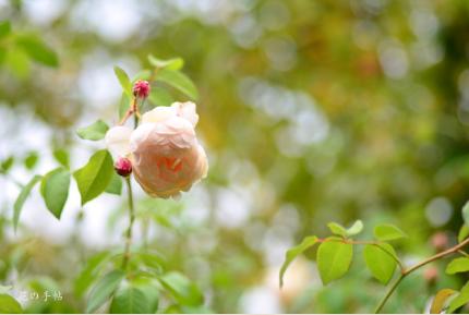 バラ ウィンダーミア Rose Windermere イングリッシュローズ 00品種以上の薔薇 を作出者 交配親などのデータと美しい写真で紹介する花の手帖のwebバラ図鑑