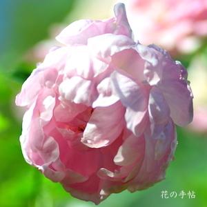 バラ　ウィンドフラワー（Windflower）｜花の手帖のバラ図鑑