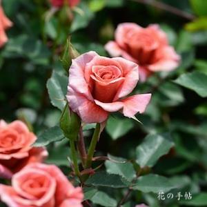 バラ　ソワレ｜花の手帖のバラ図鑑