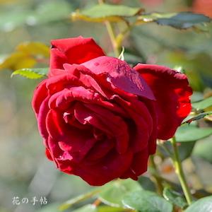 バラ　ワールズフェアーサルト｜花の手帖のバラ図鑑