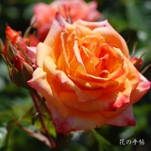 バラ　ヤチヨニシキ（八千代錦）｜花の手帖のバラ図鑑