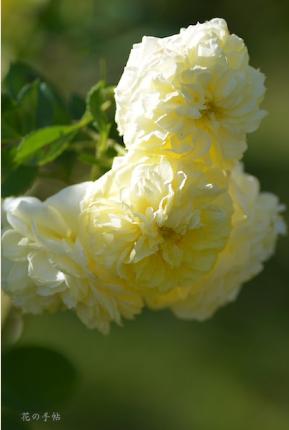 バラ イエローボタン Rose Yellow Button 00品種以上の薔薇を作出者 交配親などのデータと美しい写真で紹介する花の手帖のweb バラ図鑑