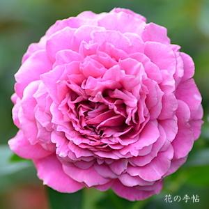 バラ　ユメムラサキ（夢紫）｜花の手帖のバラ図鑑