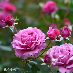 バラ　ユメムラサキ（夢紫）｜花の手帖のバラ図鑑