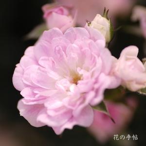 バラ　ユメオトメ（夢乙女）｜花の手帖のバラ図鑑