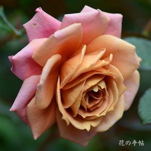 バラ　ゼン（禅／Zen）｜花の手帖のバラ図鑑