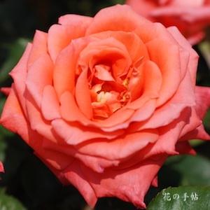 バラ　つる ゾリナ｜花の手帖のバラ図鑑