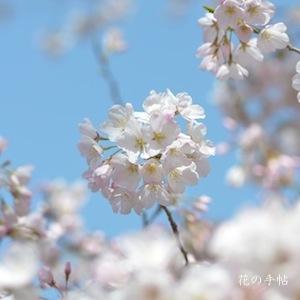 サクラ　アメリカ（America）｜花の手帖の桜図鑑