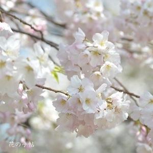 サクラ アメリカ（America）｜花の手帖の桜図鑑