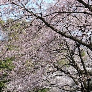 サクラ アメリカ（America）｜花の手帖の桜図鑑