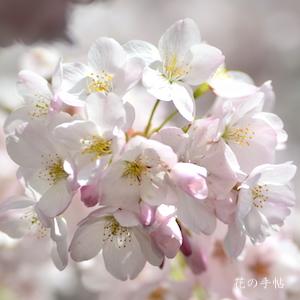 サクラ　アメリカ（America）｜花の手帖の桜図鑑