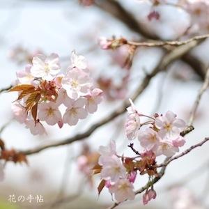 サクラ　アラシヤマ（嵐山）｜花の手帖の桜図鑑