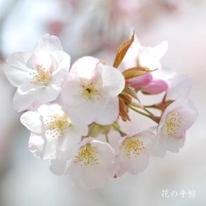 サクラ　アラシヤマ（嵐山）｜花の手帖の桜図鑑