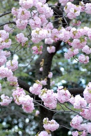 サクラ　エド（江戸）｜花の手帖の桜図鑑