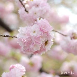 サクラ　エド（江戸）｜花の手帖の桜図鑑
