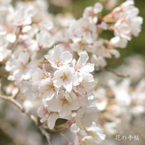 サクラ　エドヒガン｜花の手帖の桜図鑑