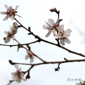 サクラ　｜花の手帖の桜図鑑