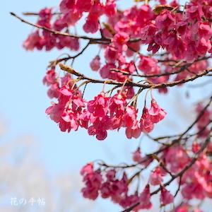 サクラ　ヒマラヤヒザクラ（ヒマラヤ緋桜）｜花の手帖の桜図鑑
