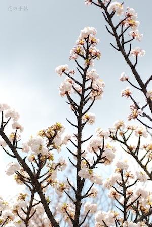 サクラ　｜花の手帖の桜図鑑