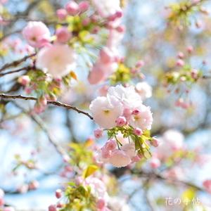 サクラ　イチヨウ（一葉）｜花の手帖の桜図鑑