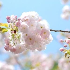 サクラ　イチヨウ（一葉）｜花の手帖の桜図鑑